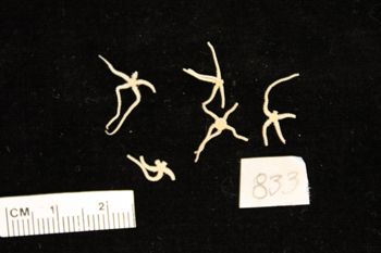 Media type: image;   Invertebrate Zoology OPH-833